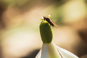 Fly animal sitting on loddon lilly flower, leucojum aestivum blossom
