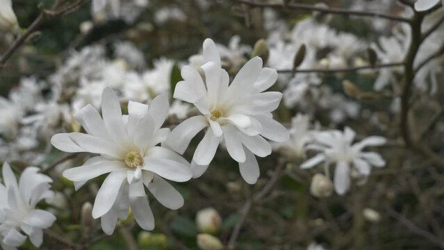 A close up view of the blooming white flowers on a tree. 