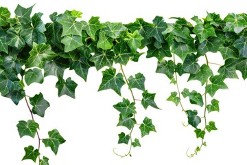 Fototapeta na wymiar Lush Ivy Jungle Border. Bush Grape Plant, Cayratia Trifolia Climber Vine with Foliage and Leaves in Nature Frame, Isolated on White with Clipping Path