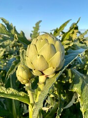 artichoke