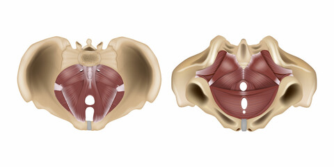 Anatomy of the pelvic floor or pelvic diaphragm. Muscles of the pelvic floor. - obrazy, fototapety, plakaty