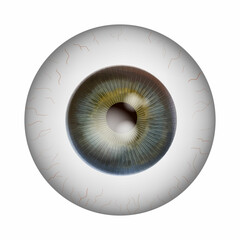 Realistic human eyeball. Retina anatomy.