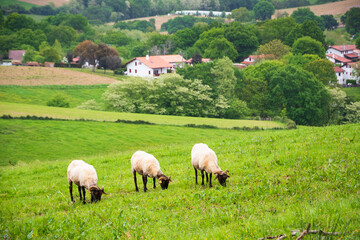 French Basque Country. Three cute blackface sheep with grazing at meadow and village with  traditional painted houses at background. Springtime countryside travel in France.