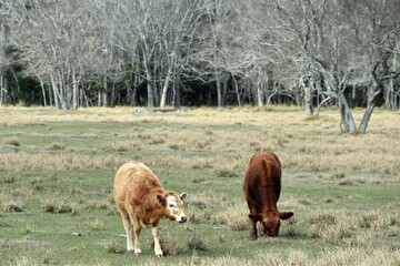 Two Cows in a Field