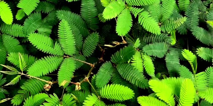 putri Malu plant whose leaves clench when there is wind and stimulation around it