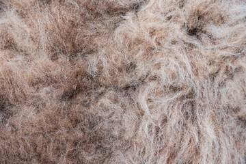 Bright sheep fur texture background