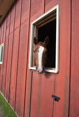 Chestnut horse with white blaze on face looking out of window of red wooden barn horses ears are forward and happy vertical format with room for type small hobby farm or horse boarding facility 