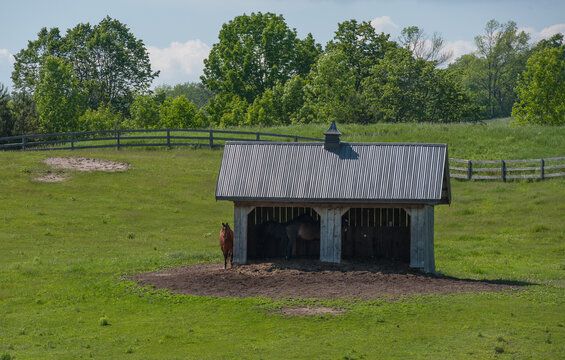 Horses in and beside two door run in shed in pasture paddock filed at rural barn boarding equestrian facility wooden fence and trees in background horizontal equine horse keeping image with type space