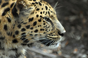 Obraz premium close up portrait of an amur leopard in captivity