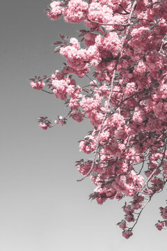 Sakura blooming tree retro toned background. Vintage misty black white pink photo of beautiful cherry flowers blossom. Funeral flowers, loss and grief concept.