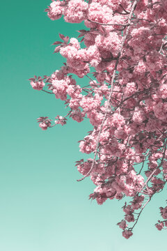 Vintage Sakura blooming tree background. Beautiful pink cherry flowers blossom against dreamy aqua menthe color background. Mist effect. Asian culture symbol; springtime inspiration fantasy concept.