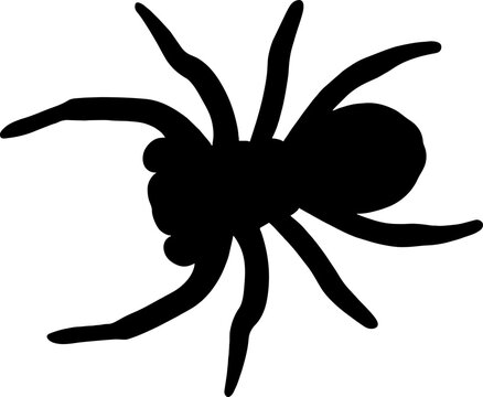 Spider and web black vector silhouette image