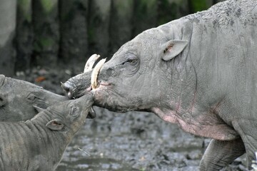 Fototapeta premium Babirusa in Captivity