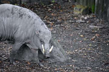 Babirusa in Captivity