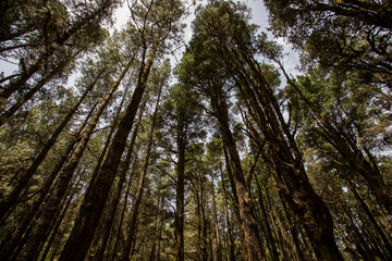 Scene of El Pinar forest in La Palma, Canary islands