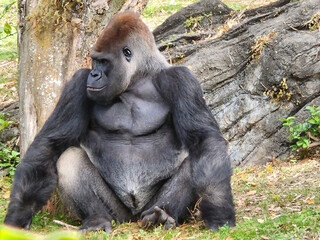 Gorilla sitting in grass