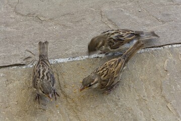 Three sparrows are waiting for bread crumbs.
