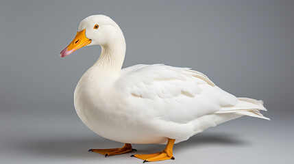 beautiful white duck photo, generative ai