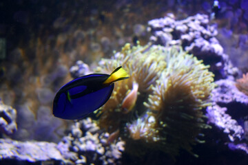 Blue Tang fish in aquarium
