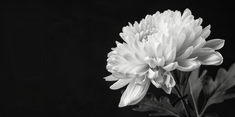 Condolence card black and white color photo, chrysanthemum, black background. Copy Space. Generative AI