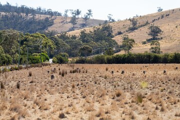 flock of sheep in a field. Merino sheep, grazing and eating grass in New zealand and Australia