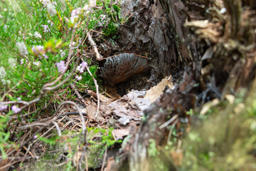 Pilz im Unterholz