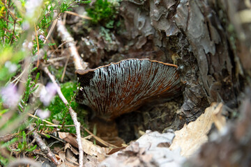 Pilz im Unterholz 
