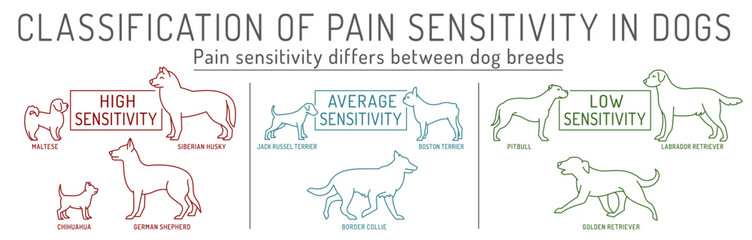 Classification of pain sensitivity in dogs. Veterinary infographics.