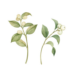 A set of snowberry branches. Twigs with white berries are drawn in watercolor and isolated