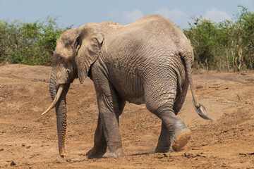 Fototapeta premium African elephant