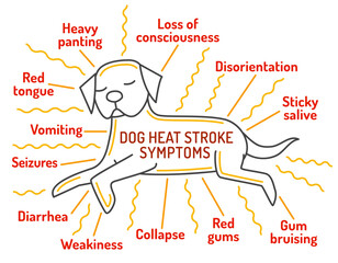 Dog heat stroke symptoms. Medical infographic. Landscape veterinarian poster. - 755862743