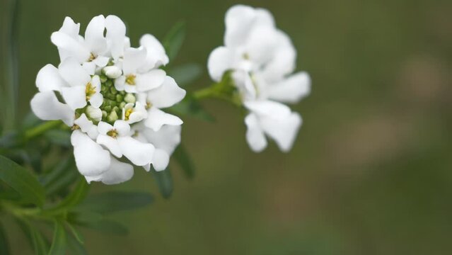 A close up view of of candytuft flowers.