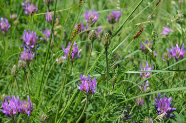 Fototapeta premium Astragalus danicus pink purple flowers in the field