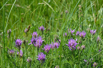 Astragalus danicus pink purple flowers in the field