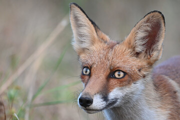 Obraz premium Red fox Vulpes vulpes. In the wilds