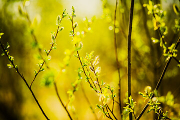 Beautiful delicate willow flowers and young leaves bloom on thin willow branches in springtime on a warm sunny day. - obrazy, fototapety, plakaty