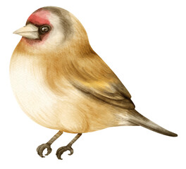 Watercolor goldfinch bird illustration - obrazy, fototapety, plakaty