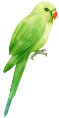 Watercolor plain parakeet bird illustration