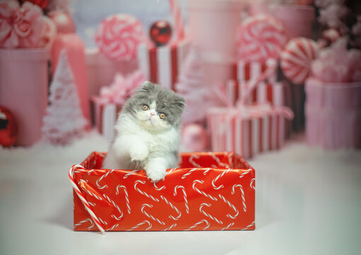 Christmas Persian Cat