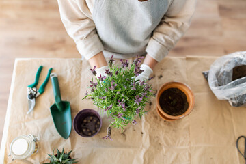 people, gardening and housework concept - close up of woman in gloves planting pot flowers at home - 755867311