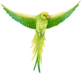 Watercolor parakeet parrot bird illustration © b.illustrations