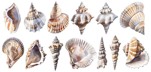 A collection of seashells, sketched in fine detail with sandy brown and ocean blue inks, naturally arranged, isolated on white background - obrazy, fototapety, plakaty