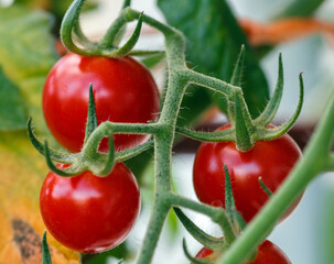 Cherry tomatoes - 755870107