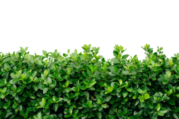 Green bush on transparent cutout