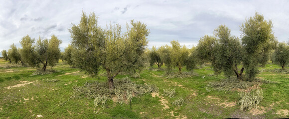 Escamonda de olivas