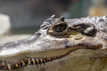 Crocodile face close-up. Open eyes of a predator.