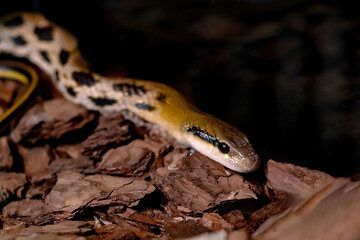 A close-up spotted snake crawls along the tree bark.