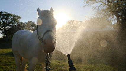 Horse getting bath on farm with water spray over face at sunset. - 755871533
