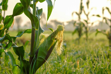 Corn Plant in Field with Morning Dew
. Close-up of a corn stalk with silk tassels in a field,...
