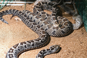 Decorative snakes in the aquarium at the zoo bask in the sun.